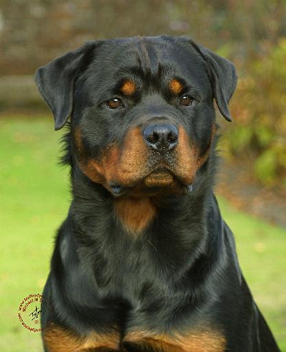 Rottweiler 9W044D-073.JPG